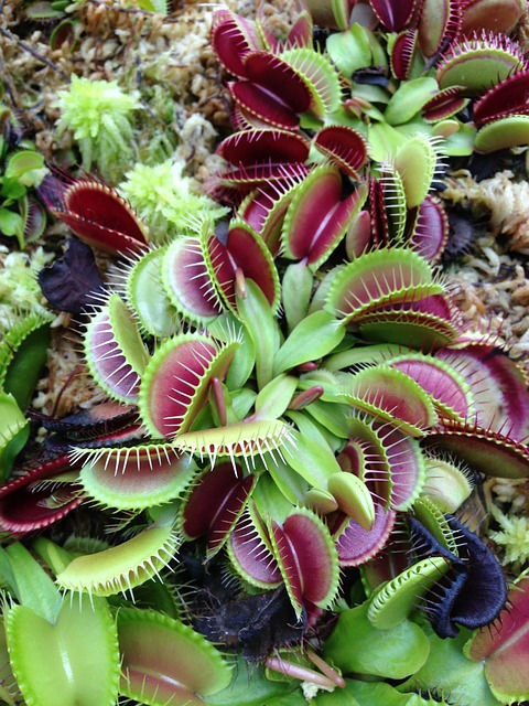 De fascinerende wereld van vleesetende planten